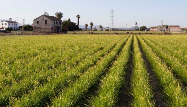 Campo de cultivo de Chufa en Alboraya. Campo de cultivo de Chufa en Alboraya.